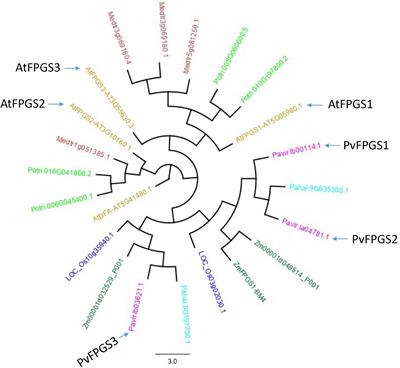 Silencing Folylpolyglutamate Synthetase1 (FPGS1) in Switchgrass (Panicum virgatum L.) Improves Lignocellulosic Biofuel Production